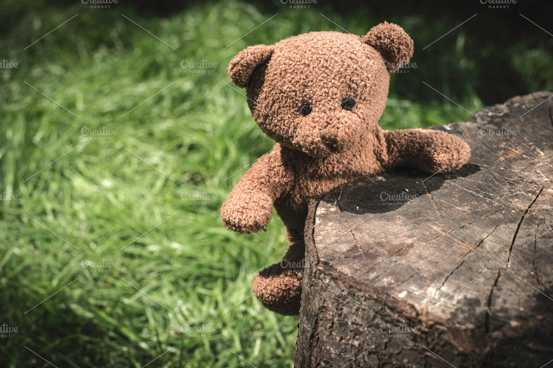 Teddy bear on the grass containing teddy, bear, and grass, a Nature Photo by Deyan Georgiev