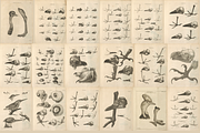 80+ Jacob Klein, Bird Genealogy, an Animal Illustration by Digital Museum (Thumbnail 3 of 10)