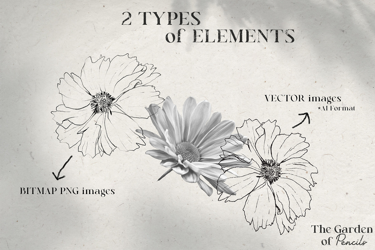 Pencil-drawn flowers, a Decorative Illustration by Damian Roh (Photo 6 of 21)