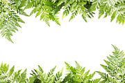 Nature border featuring background, botanical, and botany, an Arts & Entertainment Photo by rakoptonLPN (Thumbnail 1 of 4)