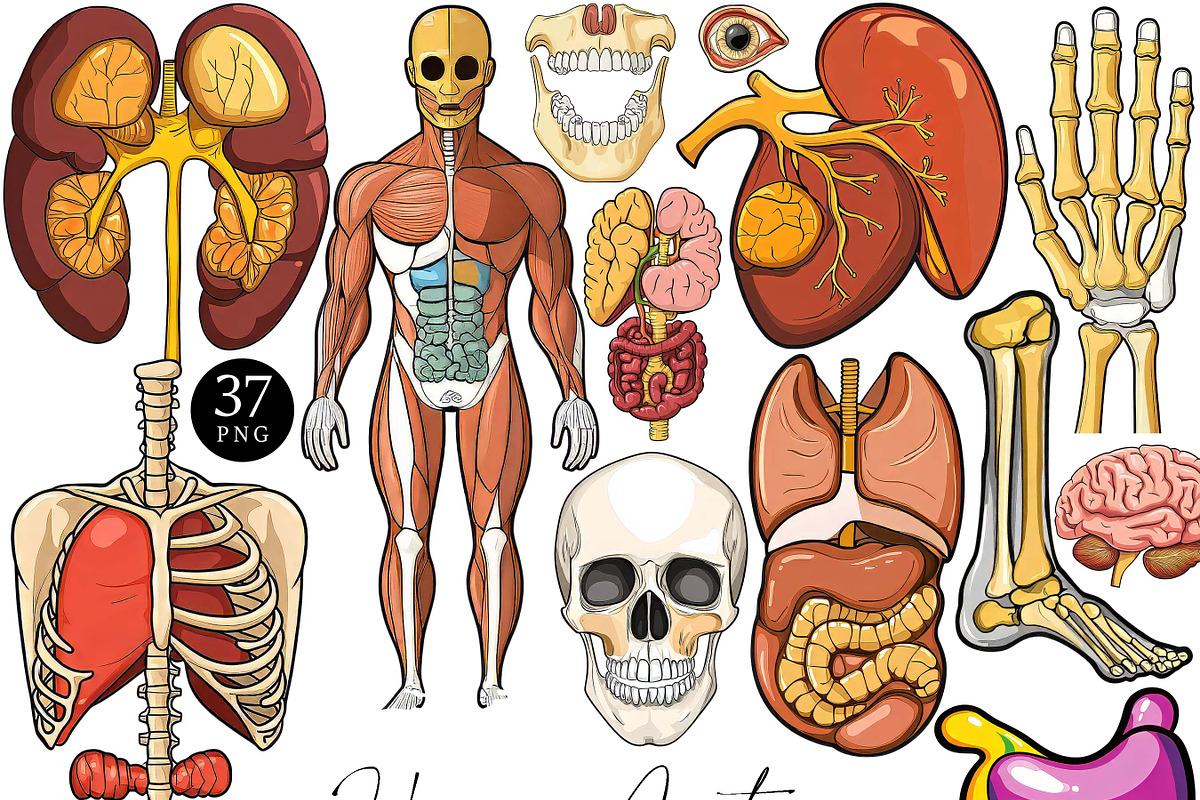 Vector Human Anatomy Clipart, a Person Illustration by Design Scotch (Photo 1 of 9)