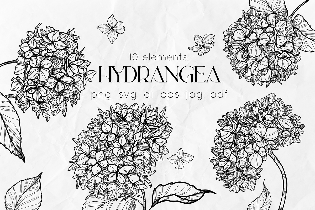 Hydrangea Flowers Line Art SVG, a Decorative Illustration by Dervik Art Store (Photo 1 of 6)