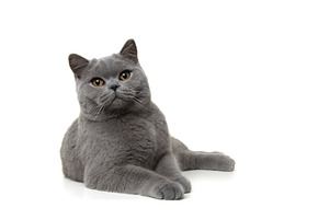 Pretty british shorthaired cat relax