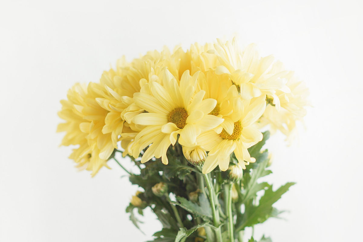 Floral - Flowers on White Photo Pack, a Background Graphic by Fox & Bear (Photo 3 of 5)