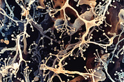 72 Microscopic Fungi Backgrounds, a Background Graphic by h.utomo (Thumbnail 10 of 72)