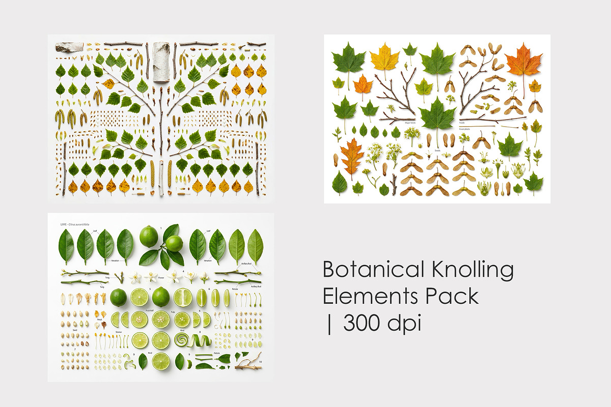 3 Botanical Knolling Elements Pack, an Education Illustration by StockVerse Creative (Photo 1 of 4)