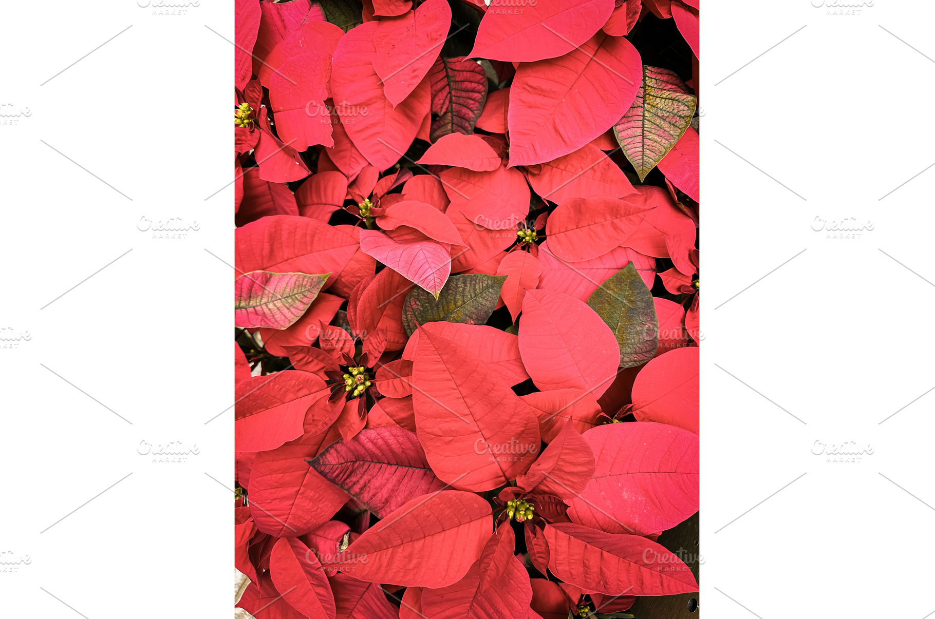 Christmas background of bright red, a Holiday Photo by TatsianaSalauyova