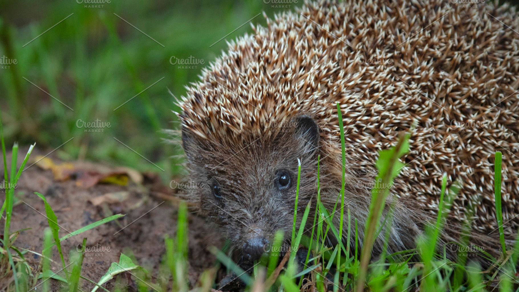 hedgehog outside in the green grass, a Photo by Pictures for you!!!!!!!!!