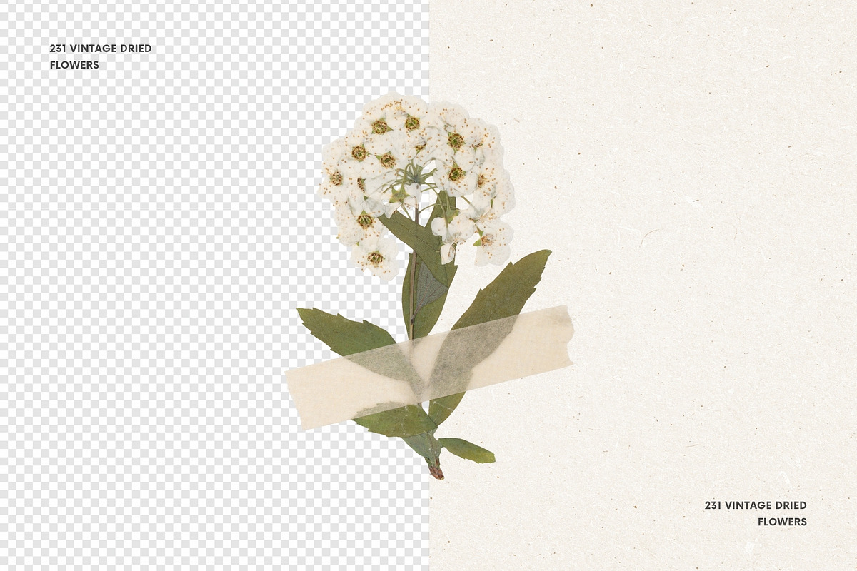 231 Vintage Dried Flowers, an Object Graphic by Ksuview (Photo 2 of 8)