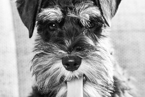Portrait of miniature schnauzer dog, an Animal Photo by BOOCYS
