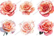 Rose Clipart Bundle Blush Flower, an Illustration by designcity5 (Thumbnail 2 of 5)