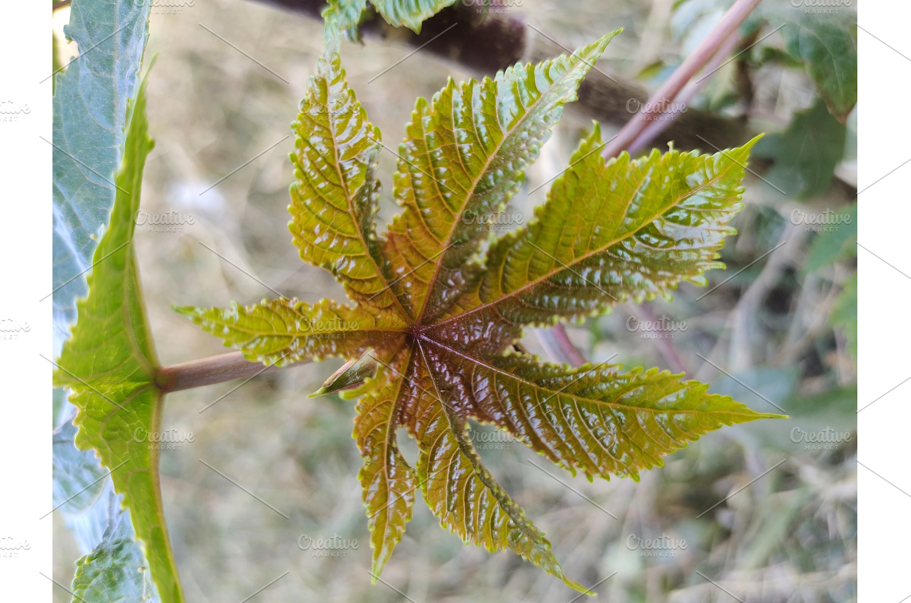 castor oil plant new leaves, a Nature Photo by LogosDen
