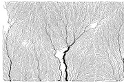 Growth - 50 Backgrounds, a Texture Graphic by GarryKillian (Thumbnail 29 of 51)