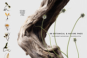 Botanical & Nature Collage Kit, an Object Graphic by Purple (Thumbnail 5 of 11)