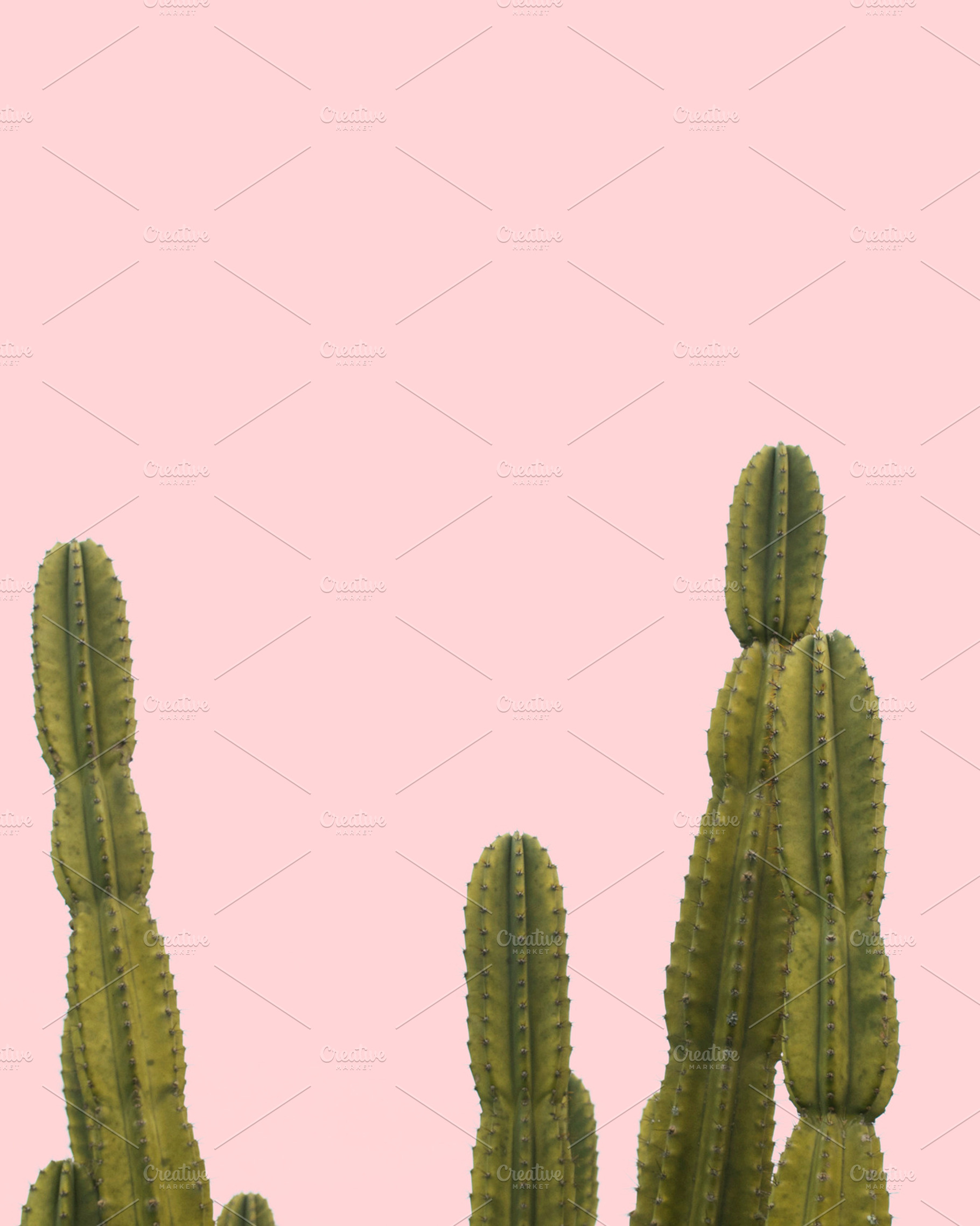 Cactus on Pink Background, a Nature Photo by Dee Andreoli Photography