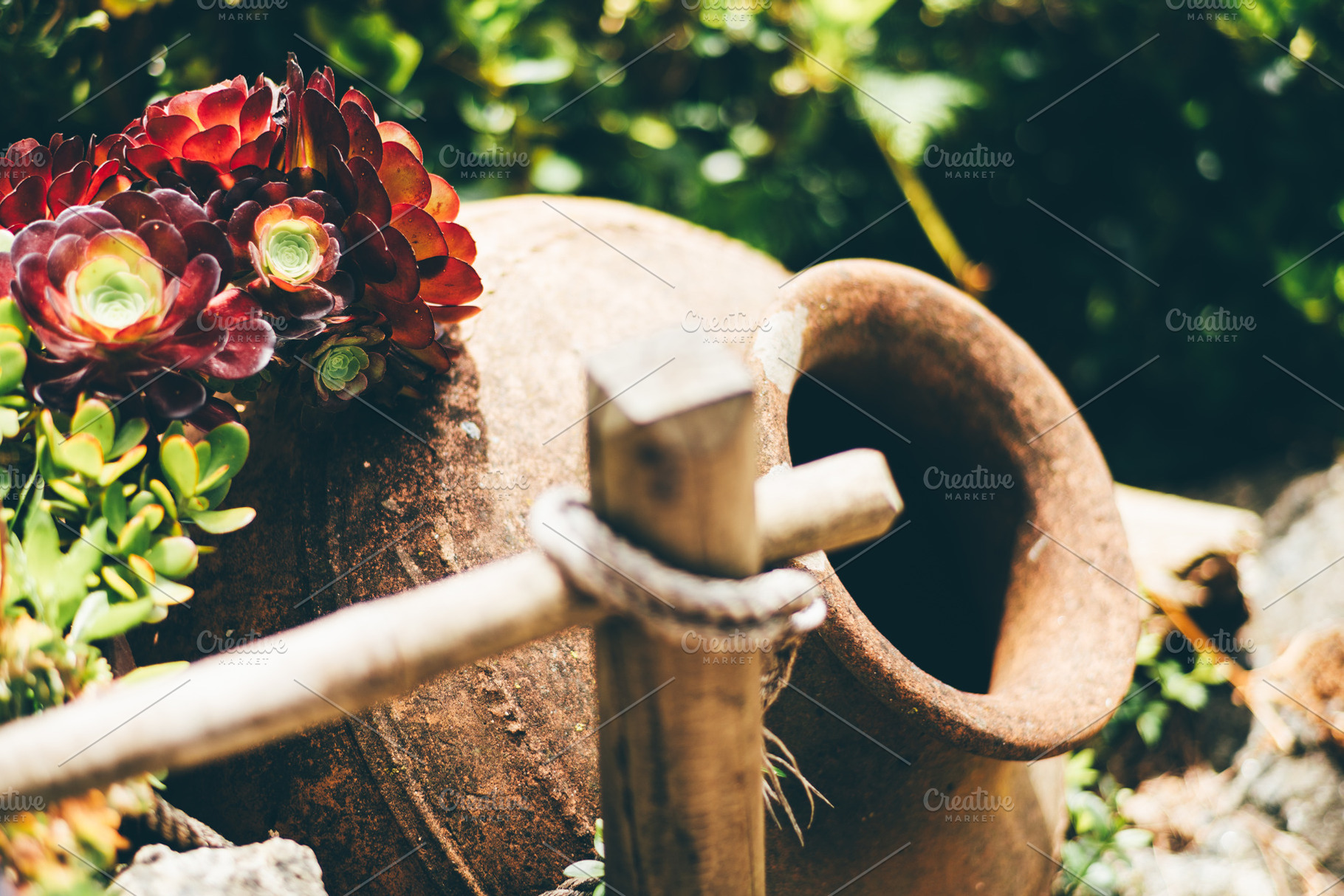 Succulents and clay pot close-up, a Wallpaper Photo by SkyNext
