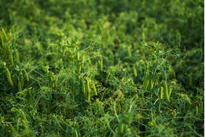 Vibrant green pea plants growing in, a Nature Photo by volodymyrshtun13795