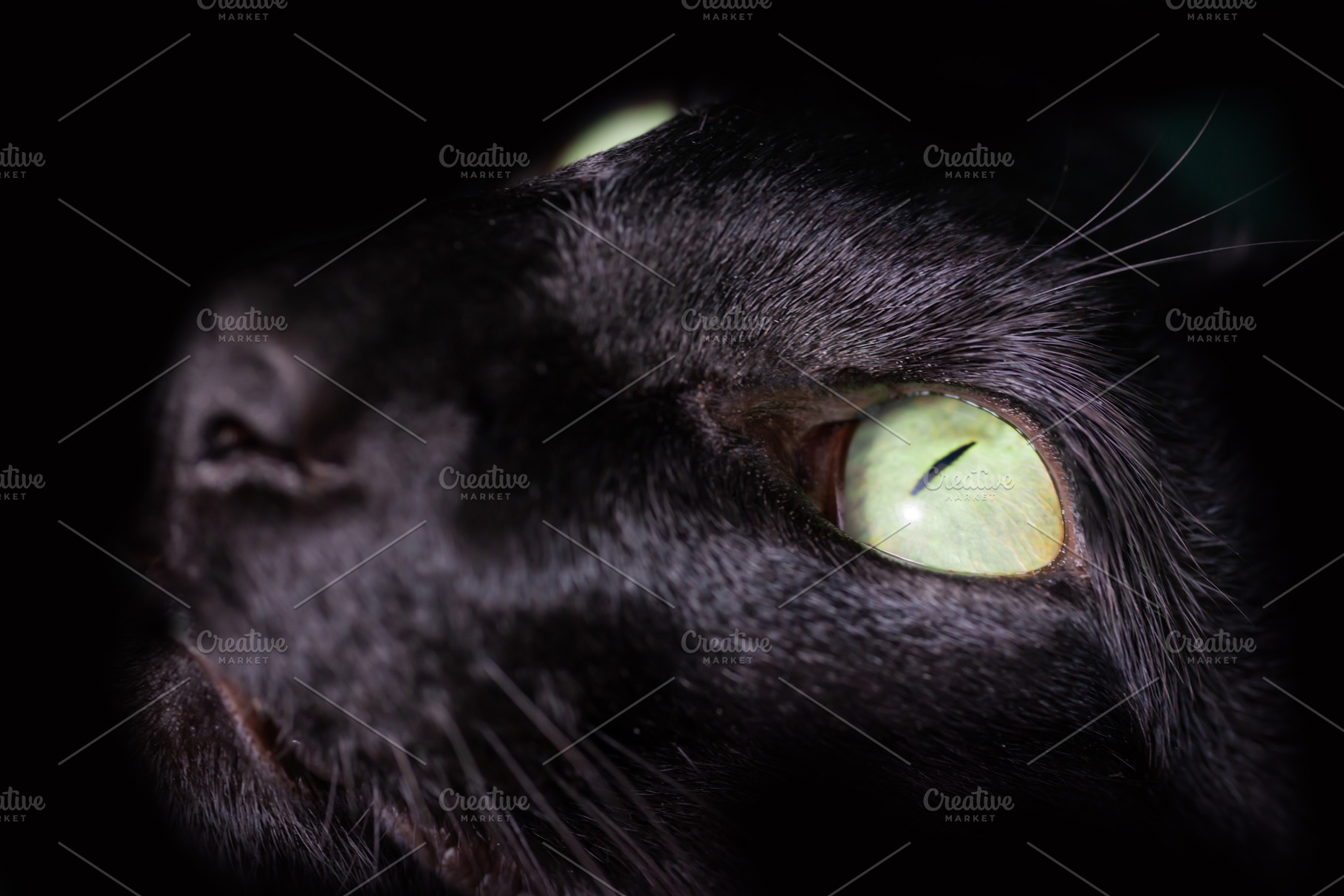 Black oriental cat green eyes, an Animal Photo by Vapi