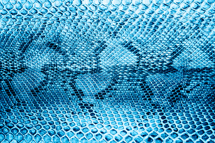 Snake skin background featuring fashion, material, and blue, an Abstract Photo by Olena Rudo