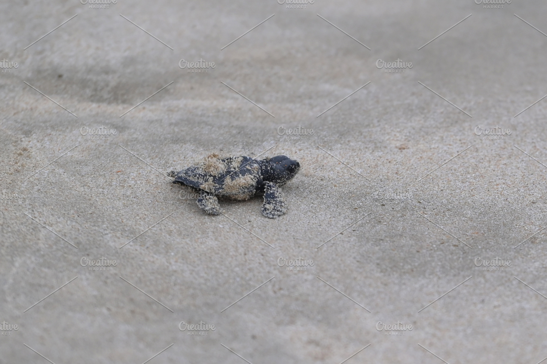 Release of baby turtles Olive Ridley, an Animal Photo by Riza Azhari