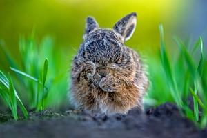 Wild leveret cleaning face in green spring grass, an Animal Photo by Byrdyak