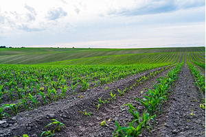 Young corn plants growing in fertile, a Nature Photo by volodymyrshtun13795