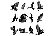 12 Bird of Prey Illustration, an Animal Illustration by Oban Jones (Thumbnail 3 of 5)