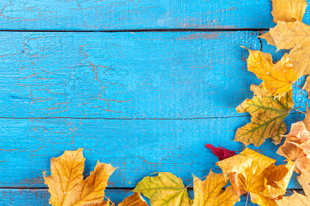 Autumn fall leaves background, a Holiday Photo by Rimma