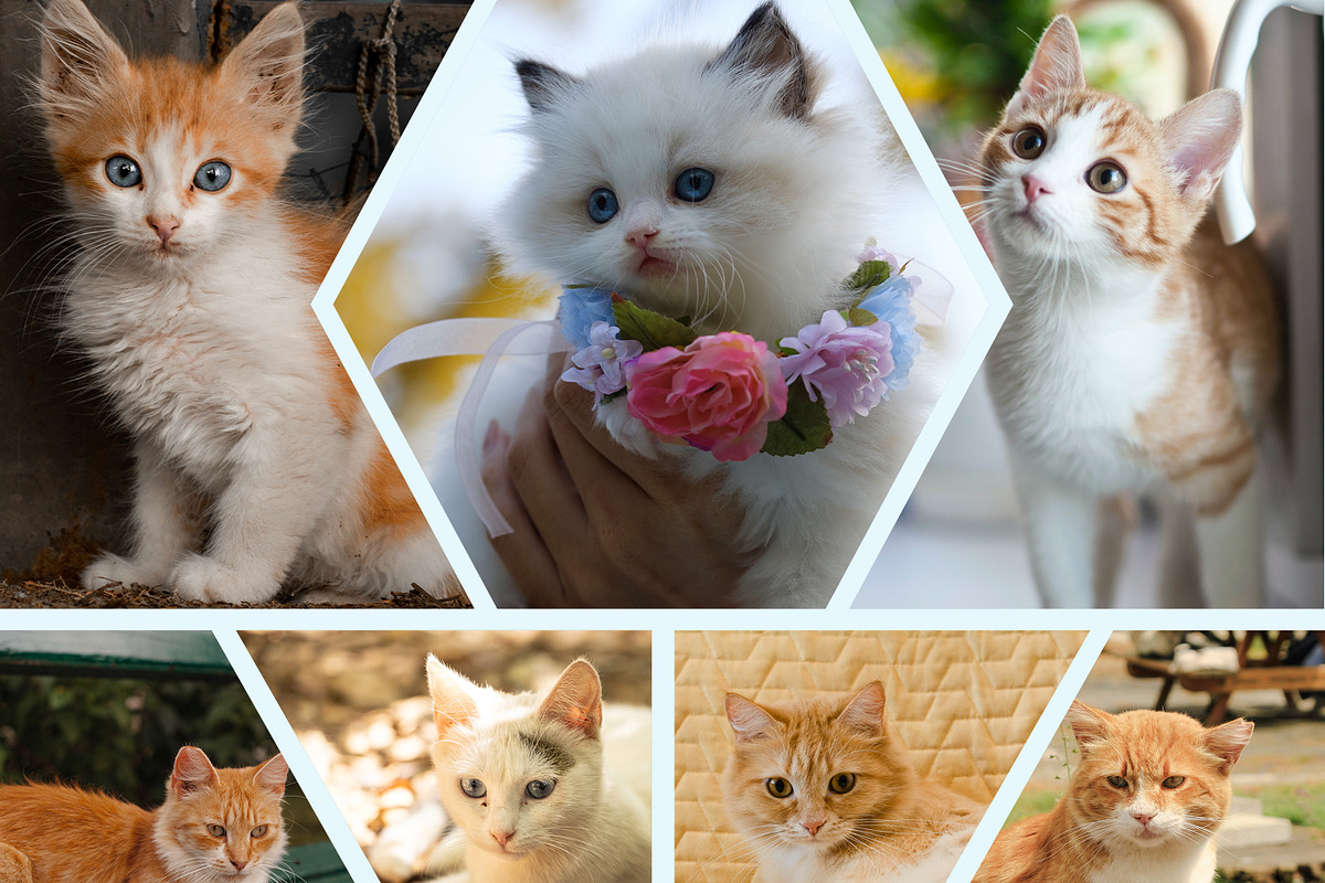 Collage Photo Frame Design Bundle, a Print Template by MRI STUDIO (Photo 28 of 52)