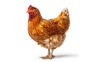The entire brown chicken hen is, an Animal Photo by ZinetroN