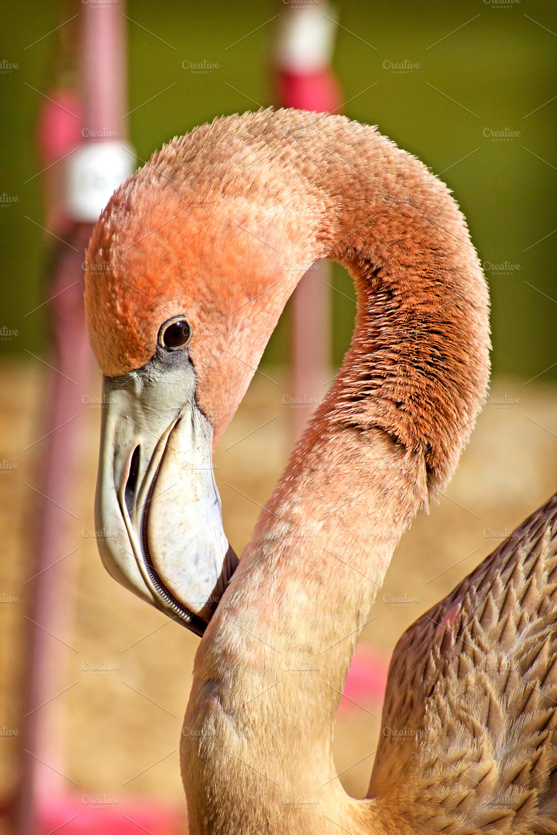 Caribbean Flamingo Baby Bird