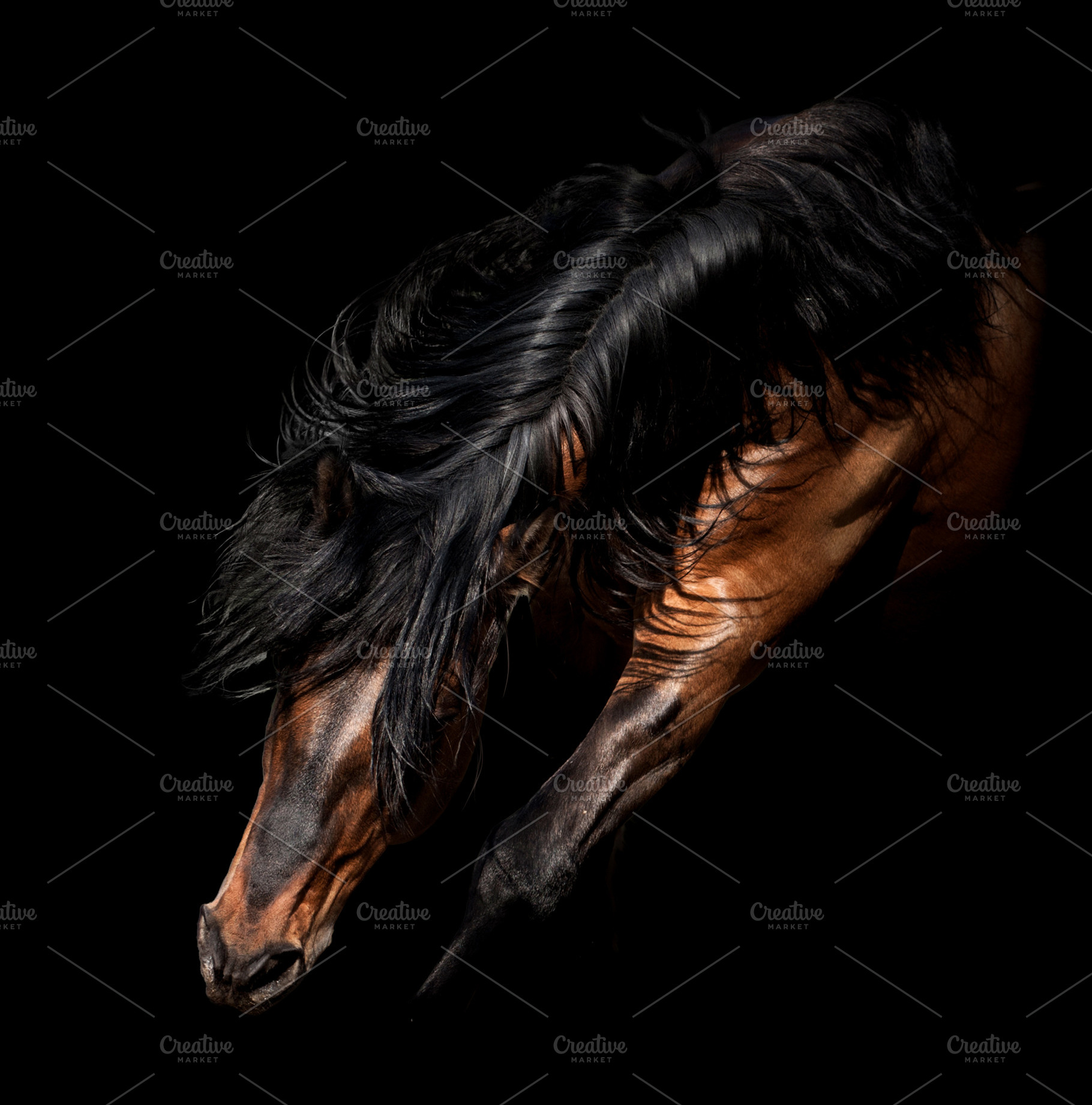 Horse portrait isolated on black featuring hoofedб horse, farm, and equine, an Animal Photo by Olgait