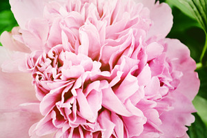 Pink peony featuring pink peonies, beauty, and beautiful flowers