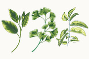 Tropical Leaf Clip Art, an Illustration by Ania Illustration (Thumbnail 4 of 6)