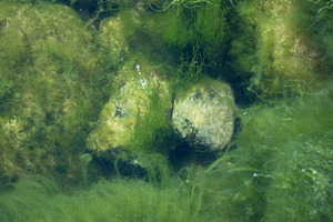 Underwater Rocks