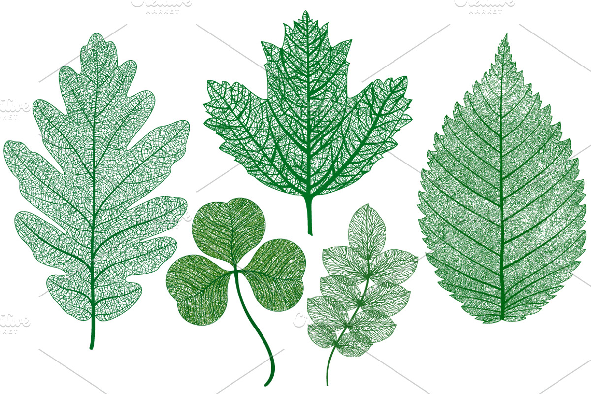 Big set of vector isolated leaves, an Object Graphic by Doodley Store