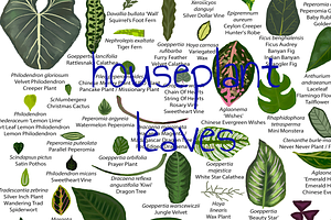 78 houseplant leaf illustrations