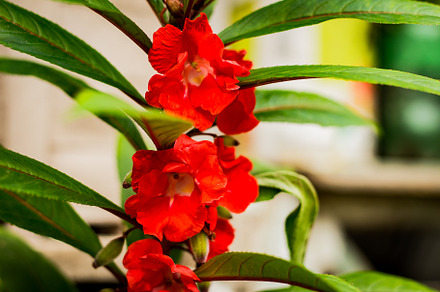 Red tropical flower