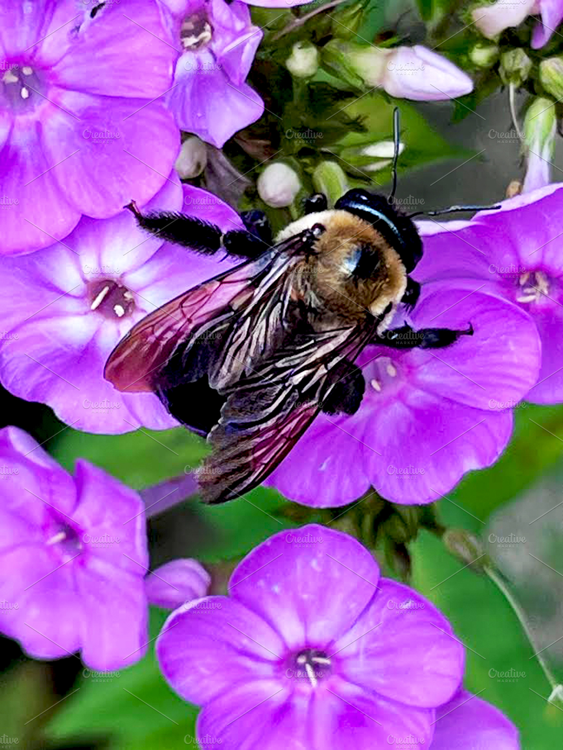 Bumble Bee on Purple Phlox Photo, a Photo by Sharon Schwalbe