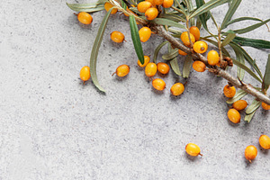 Sea buckthorn berry branch with copy space, a Food & Drink Photo by Olena Rudo