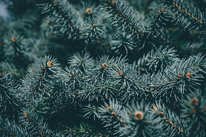 Christmas background green fir tree featuring fir, green, and tree