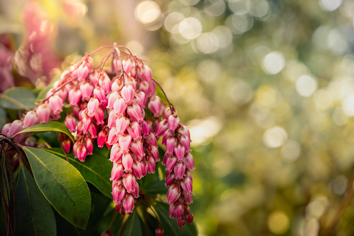 Spring Wildflower Photo Bundle – 5, a Nature Photo by Silent Nature (Photo 3 of 6)
