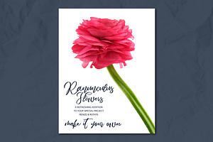 Ranunculus Floral ClipArt Realistic