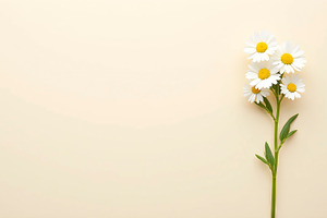 White Flowers on Soft Beige Backgrou, a Photo by LOGOCREATIVE
