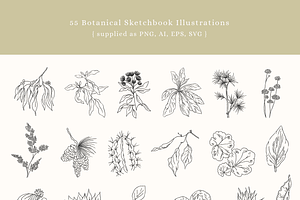 Botanical Sketchbook Vectors