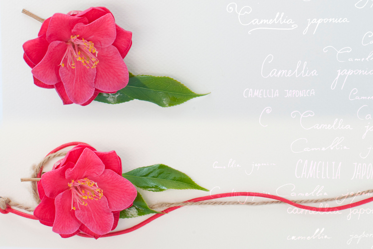 Camellia. Photography set, an Object Graphic by Pullia (Photo 7 of 10)