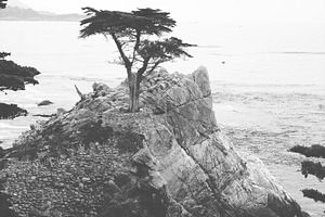 The Lone Cypress II, a Nature Photo by Satchel & Sage