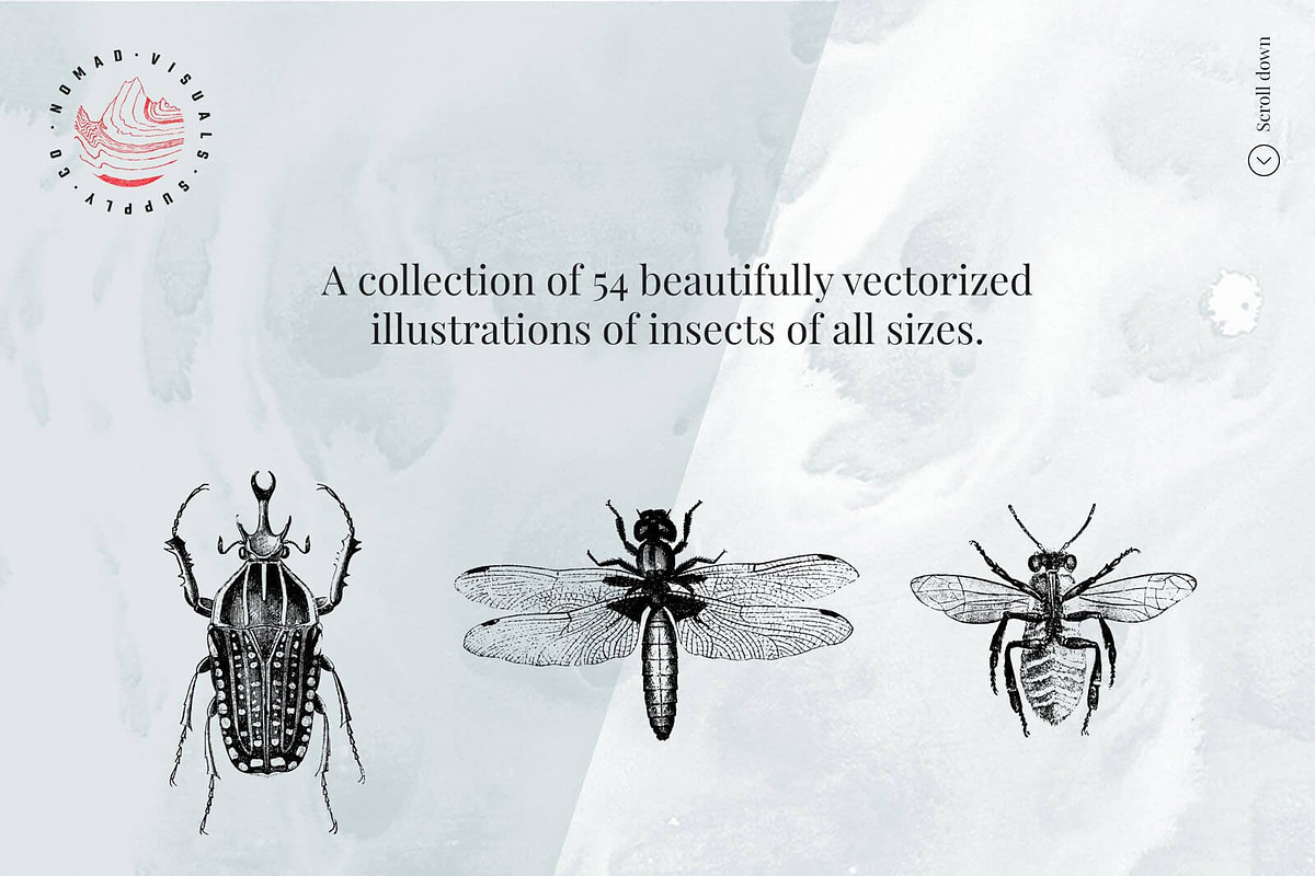 Vintage Bundle - 6600+ Illustrations, an Animal Illustration by Nomad Visuals (Photo 41 of 45)