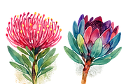 Watercolor Fynbos Flowers, a Decorative Illustration by Karliefie (Thumbnail 4 of 4)