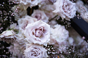 A Garden of Roses | Wedding, Events, a Nature Photo by Farewell (Thumbnail 17 of 41)